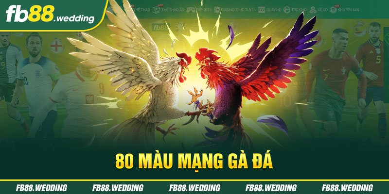 80 màu mạng gà đá