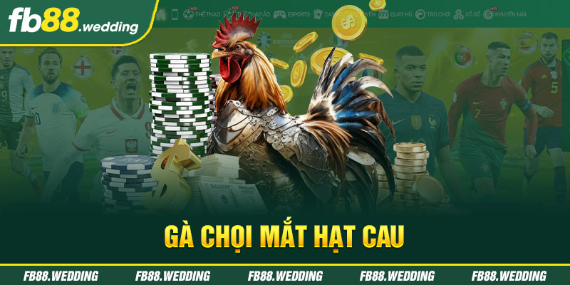 gà chọi mắt hạt cau